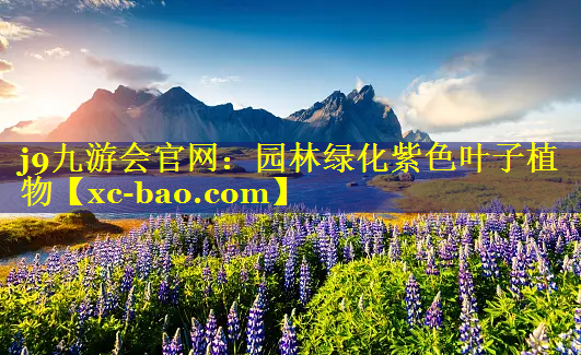 园林绿化紫色叶子植物