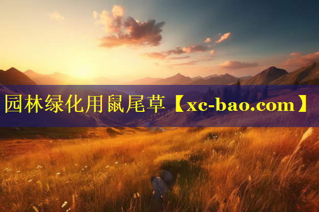 园林绿化用鼠尾草