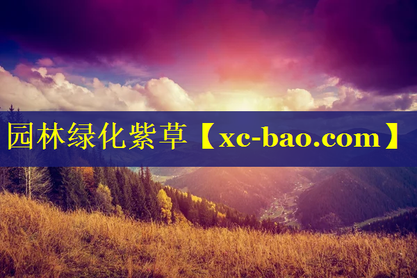 园林绿化紫草