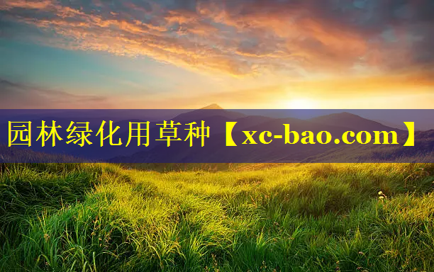 园林绿化用草种