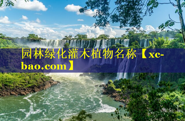 园林绿化灌木植物名称