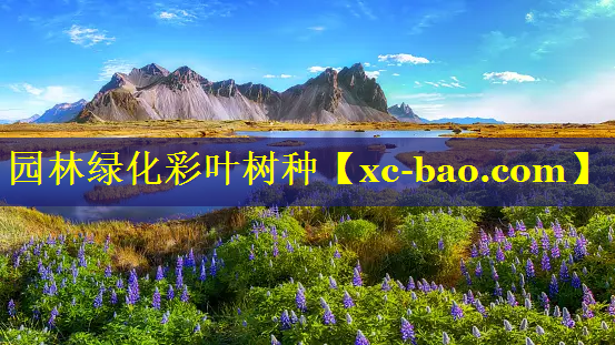 园林绿化彩叶树种