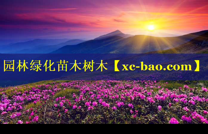 园林绿化苗木树木