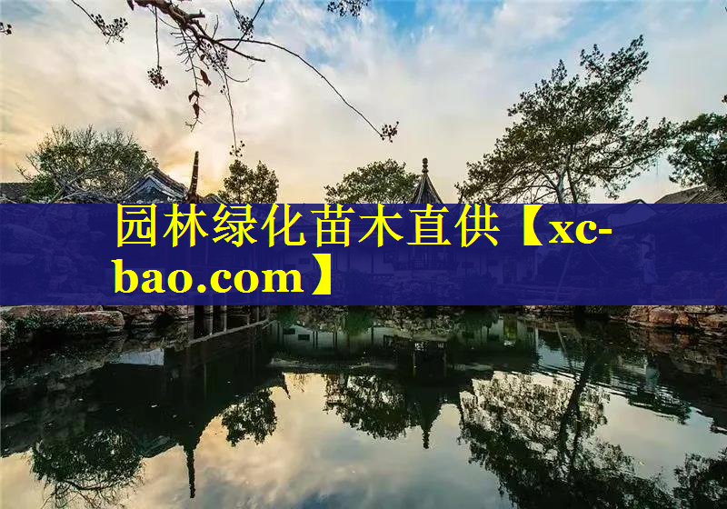 园林绿化苗木直供