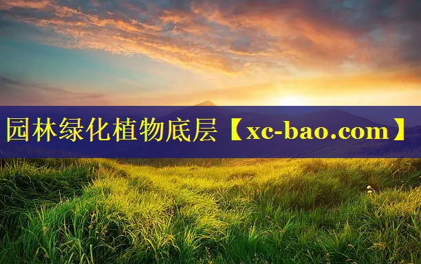 园林绿化植物底层
