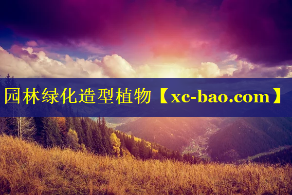 园林绿化造型植物