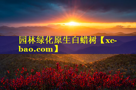 园林绿化原生白蜡树