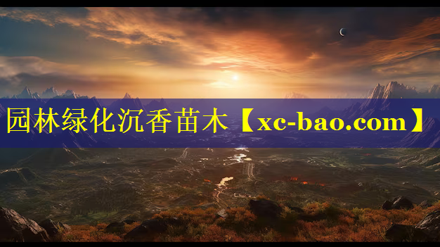 园林绿化沉香苗木